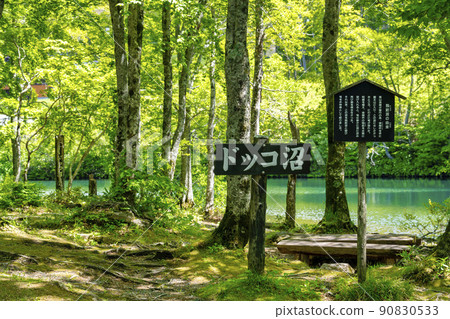 山形縣山形市初夏的獨港沼澤，清新的綠色風景 90830533