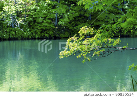 山形縣山形市初夏的獨港沼澤，清新的綠色風景 90830534