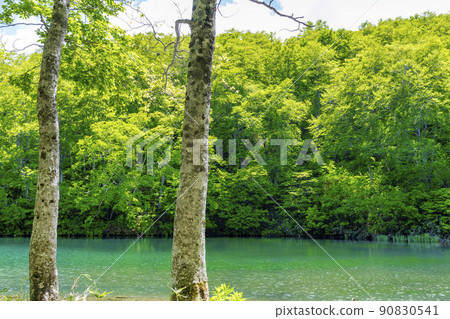 Dokko Marsh in early summer, fresh green scenery, Yamagata City, Yamagata Prefecture 90830541