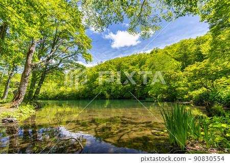 山形縣山形市初夏的獨港沼澤，清新的綠色風景 90830554