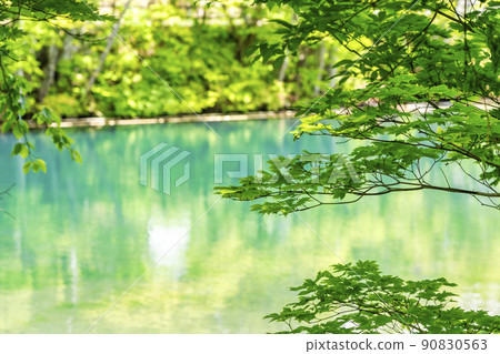 Dokko Marsh in early summer, fresh green scenery, Yamagata City, Yamagata Prefecture 90830563