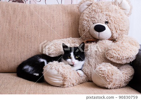 Black and white cat lies on a soft toy 90830759