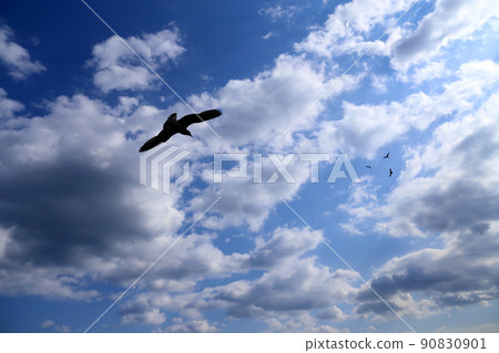 Sea gulls and beautiful sky Sea gulls and beautiful sky 90830901