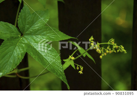 Choco-gyu, Mt. flower, Morning glory, trumpet, morning glory, morning glory Choco-gyu, Mt. flower, Morning glory, trumpet, morning glory, morning glory 90831095