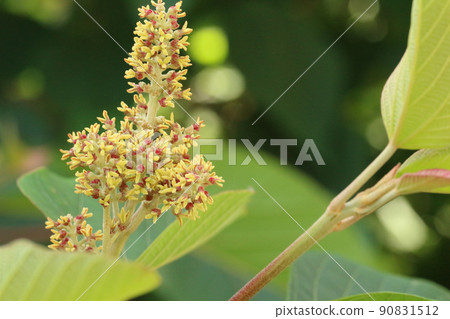 Close-up of large green leaves and female flowers of Mallotus japonicus. To the left Close-up of large green leaves and female flowers of Mallotus japonicus. To the left 90831512