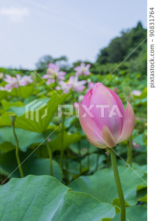 可愛的男鹿蓮花芽 可愛的男鹿蓮花芽 90831764