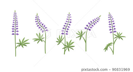 Vector set of illustrations of lupine flowers. 90831969