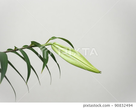 Golden-rayed lily bud Golden-rayed lily bud 90832494