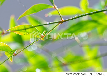 Fresh green image after the rain 90832602