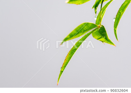 雨後清新的綠色形象 90832604