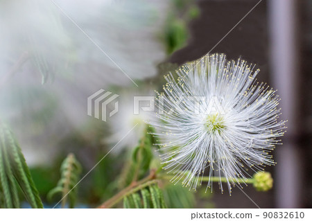 白花 90832610