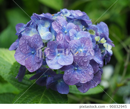 Hydrangea 90832945