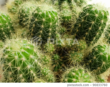 Cactus and Cactus flowers popular for decorative 90833760
