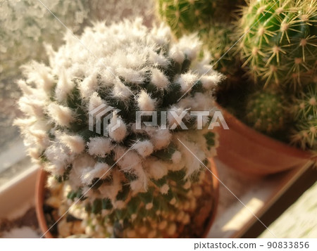 Cactus and Cactus flowers popular for decorative Cactus and Cactus flowers popular for decorative 90833856
