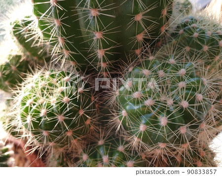 Cactus and Cactus flowers popular for decorative Cactus and Cactus flowers popular for decorative 90833857