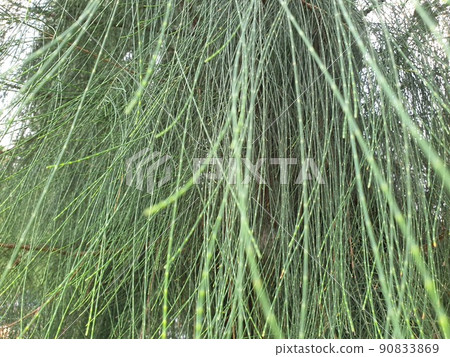 Greenery background of nature plant and leaf Greenery background of nature plant and leaf 90833869
