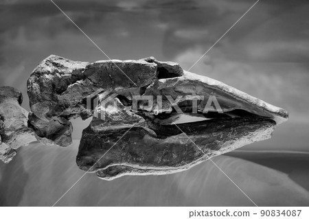 恐龍化石（Desmostylus 頭） 90834087