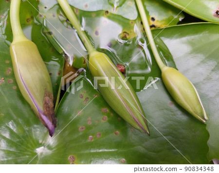 Greenery background of nature plant and leaf 90834348