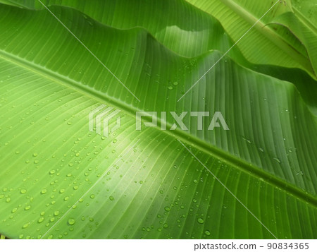 Greenery background nature plant and leaf (Banana) Greenery background nature plant and leaf (Banana) 90834365