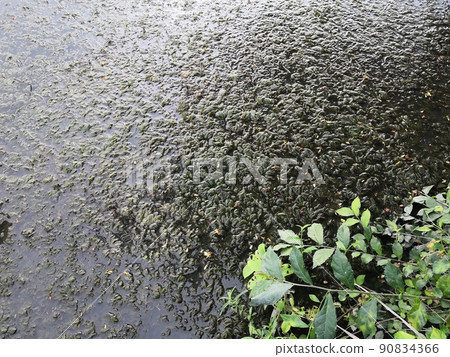 Greenery background of nature plant and leaf 90834366