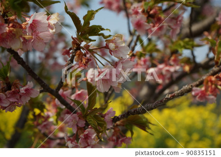 Rape field date. Rape field date. 90835151