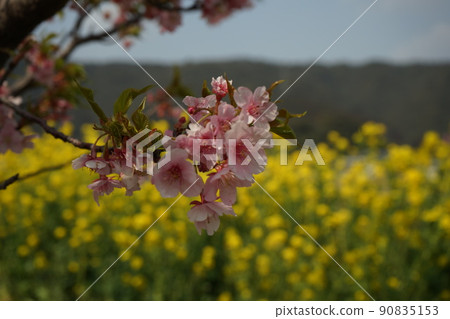 Rape field date. Rape field date. 90835153