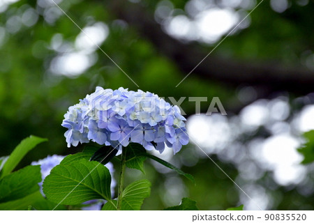  hydrangea 90835520