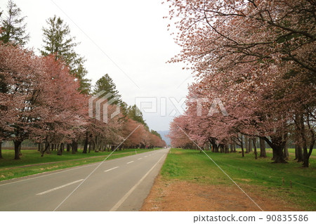 A row of cherry blossom trees on the Nijukken Road in Shinhidaka Town, Hokkaido A row of cherry blossom trees on the Nijukken Road in Shinhidaka Town, Hokkaido 90835586