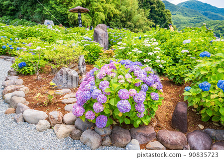 （靜岡縣）沼津市靜浦照江寺的繡球花 90835723