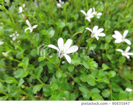 Platia angler 90835847