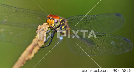 Dragonfly, Corcovado National Park, Costa Rica Dragonfly, Corcovado National Park, Costa Rica 90835896