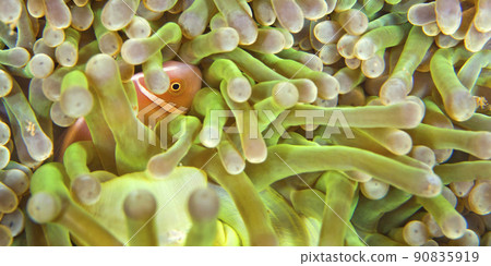 Pink Skunk Clownfish, South Ari Atoll, Maldives 90835919