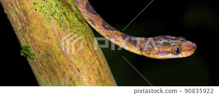 Mapepire Corde Violon, Corcovado National Park, Costa Rica 90835922