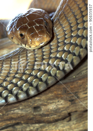 Mozambique Spitting Cobra, Chobe National Park, Botswana 90835937