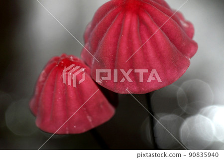 Wild Mushroom, Amazonia, Ecuador 90835940