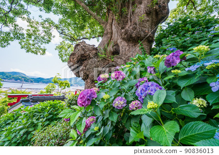 （靜岡縣）沼津市靜浦照江寺的繡球花 90836013