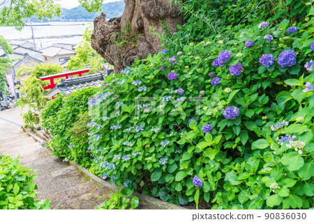 (Shizuoka Prefecture) Hydrangea at Terue Temple in Shizuura, Numazu City (Shizuoka Prefecture) Hydrangea at Terue Temple in Shizuura, Numazu City 90836030