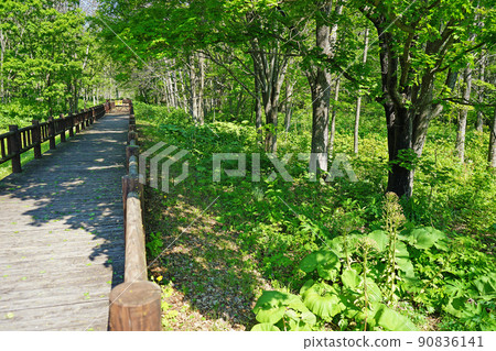Hokkaido skunk cabbage colony of Lake Saroma 90836141