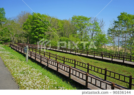 Hokkaido skunk cabbage colony of Lake Saroma Hokkaido skunk cabbage colony of Lake Saroma 90836144