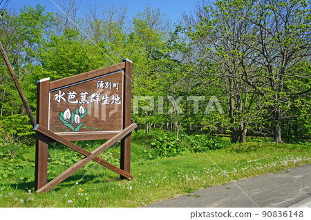 Hokkaido skunk cabbage colony of Lake Saroma 90836148