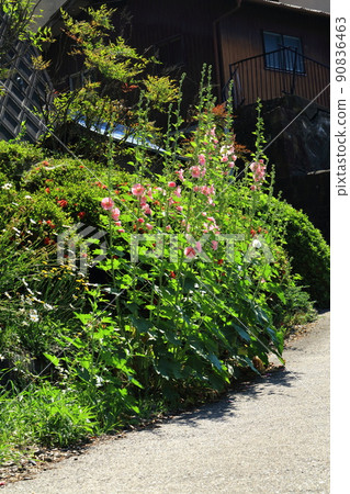 The road where hollyhocks bloom The road where hollyhocks bloom 90836463