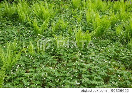 Flaccid anemone [Early summer Himekawa headwaters nature exploration garden] 90836663