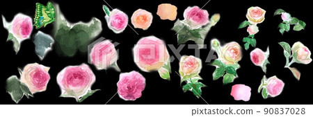 Pink rose Pierre de Ronsard set watercolor hand drawn illustration 90837028
