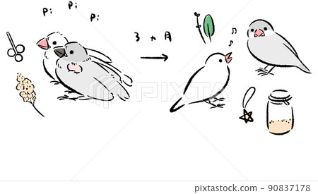 Java sparrow that becomes a young bird from a chick 90837178