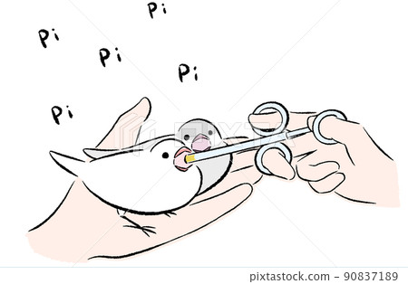 Java sparrow begging for food Java sparrow begging for food 90837189