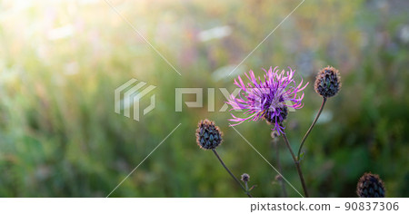 Natural blurred meadow background with soft focus with cornflower meadow flower close up at summer sunset. Nature details. Beauty of local nature. Local travel. Banner. Copy space. 90837306