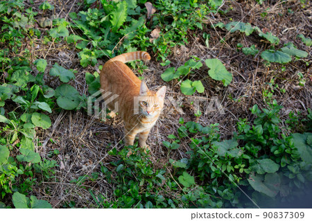 貓,小貓,貓,貓科 貓,小貓,貓,貓科 90837309