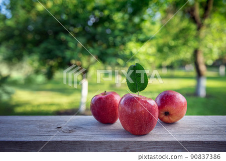 Three red apples with leaves at orchard garden 90837386