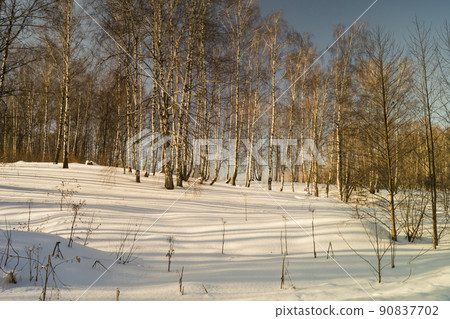 Winter landscape with birch by grove 90837702