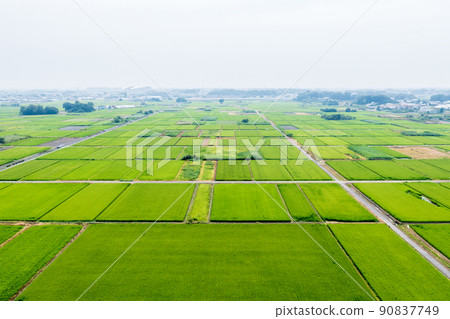 Aerial view of "Saitama Prefecture" summer rice fields from the sky 90837749